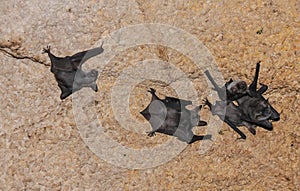 A colony of bats resting on the ceiling in the catacombs of the eastern Crimea during the day