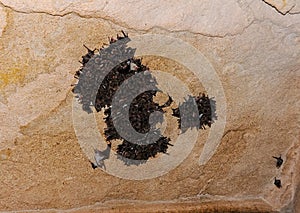 A colony of bats resting on the ceiling in the catacombs of the eastern Crimea during the day