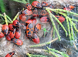 A colony of bedbugs-soldiers on juniper. Spider on the web photo