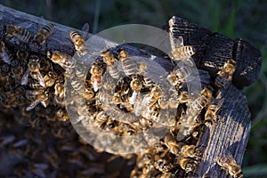 A colony of bees near the hive, soft focus. Swarm of bees.