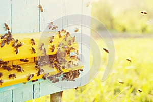 A colony of bees near the hive, soft focus. Swarm of bees.