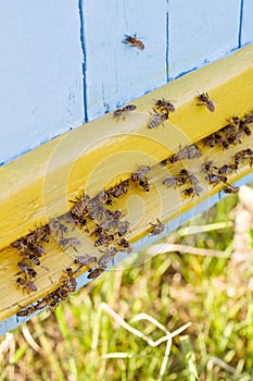 A colony of bees near the hive, soft focus. Swarm of bees.