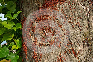 Colony of beetles firebugs attacks an old tree