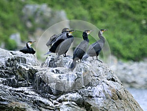 Colony of big black cormorants sitting on rock