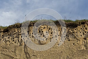 A colony of bird holes in a snadstone cliff at the beach near Baltic sea.