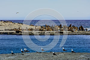 A colony of birds and South American sea lions in the Loberia viewpoint near to Puerto Piramides in Peninsula photo