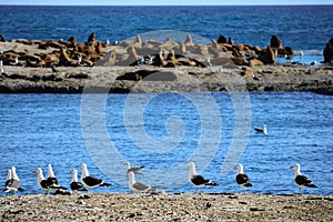 A colony of birds and South American sea lions in the Loberia viewpoint near to Puerto Piramides in Peninsula photo