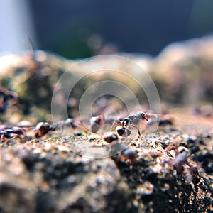 the colony of black ants ready to attack