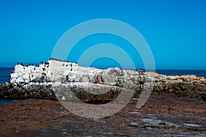 Colony of black oystercatcher haematopus bachmani