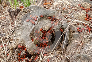 Colony of black and red Firebug or Pyrrhocoris apterus, on a old tree stump