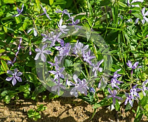 Colony Blue Dogbane, Amsonia tabernaemobtana