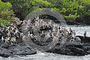 Colony of blue footed boobies