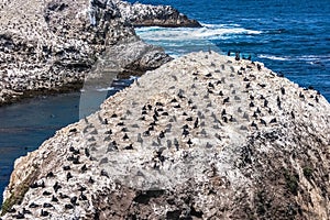 Colony of Brandt`s Cormorants photo