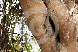 Colony of Brazilian Long-nosed (Proboscis) Bats on Tree