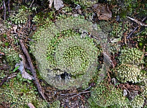 A colony of bright green windswept broom mosses growing on a forest floor.