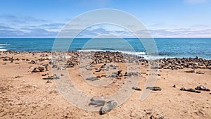 A colony of brown fur seals Arctocephalus pusillus, Cape Cross, Namibia.