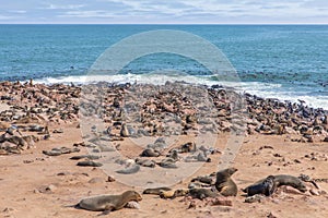 A colony of brown fur seals Arctocephalus pusillus, Cape Cross, Namibia.