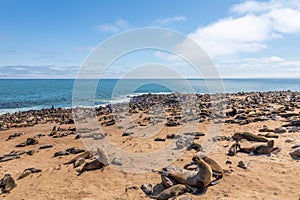 A colony of brown fur seals Arctocephalus pusillus, Cape Cross, Namibia.