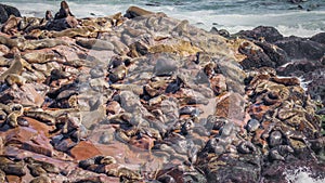 A colony of brown fur seals Arctocephalus pusillus, Cape Cross, Namibia.