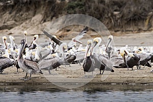 Colony of brown pelicans