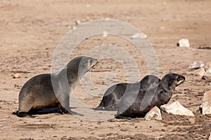 Colony of brown seal in Cape Cross, Namibia photo