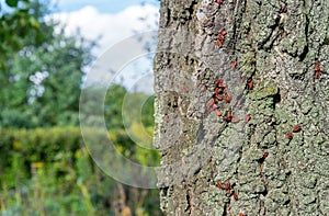 Colony of bugs or red bug, moskalik, moskal, soldier bug, cossack, wingless red bug - an insect of the red bug family crawls by