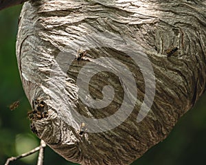 Colony of Busy Wasps Flying in Hive Hole Opening