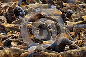 Colony of Cape Brown fur seal, Arctocephalus pusillus, a lot of animals on the beach. Art view nature on the, Walvis Bay, Namibia