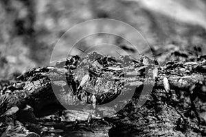 Colony Of Carpenter Ants photo