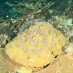 Colony of colorful Christmas tree worms