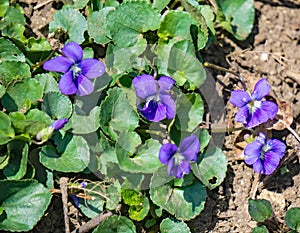 Colony of Common Blue Violet