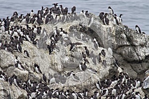 Colony of Common Murre or common guillemot Uria aalge
