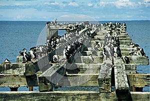 Colony of cormorants