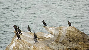 Colony of cormorants (Galhetas in popular Portuguese) in a rock on Baleal village, Peniche, Leiria district, Portugal. Zoologic