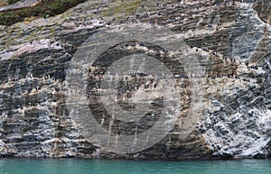 Colony of Cormorants in the Seno de Ultima Esperanza, Chile