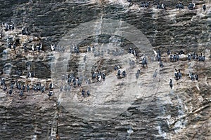 Colony of Cormorants in the Seno de Ultima Esperanza, Chile
