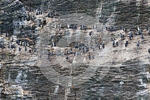 Colony of Cormorants in the Seno de Ultima Esperanza, Chile