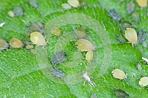 Colony of Cotton aphids also called melon aphid and cotton aphid - Aphis gossypii.