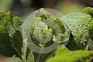 Colony of Cotton aphids also called melon aphid and cotton aphid - Aphis gossypii.