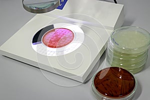 Colony counter and fluid in petri dish glassware with growing cultures of microorganisms, fungi and microbes ware plate tower,