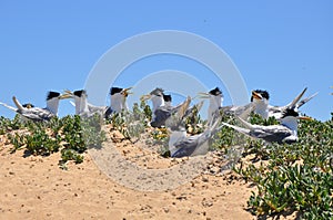 Colony of Crested Terns on Penguin Island