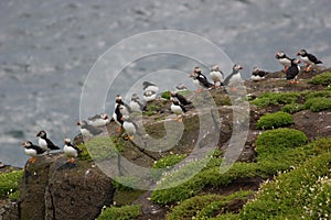 Colony of cute puffins