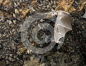 A colony of the Egyptian fruit bats.