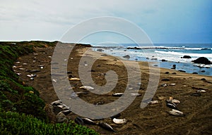 Colony of the Elefant Seals in nothern California at the Piedras Blancas