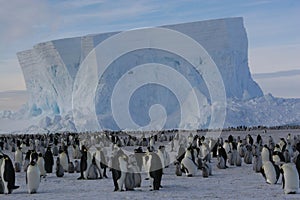 Colony of Emperor penguins