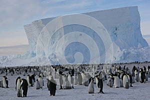 Colony of Emperor penguins