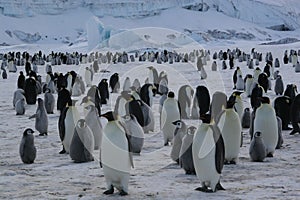 Colonia de el emperador pingüinos 