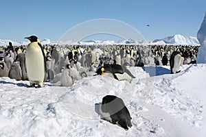 Colony of emperor penguins