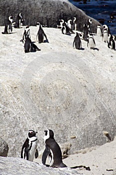 Colony of endangered Cape Penguins