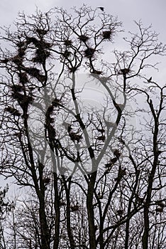 Colony of European Jackdaw Birds.